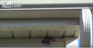 VIDEO YouTube. Tetto di casa invaso dalle vespe