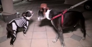 Cani-squalo o scheletro: sfilata di Halloween a Miami VIDEO