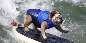 Addio Tillman: morto bulldog che fa surf e skateboard VIDEO