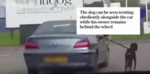 Video YouTube: cane trascinato col guinzaglio da un auto