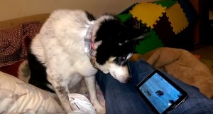 il cane che ama guardare documentari su l'iPad