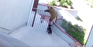 VIDEO YOUTUBE bulldog francese allontana 3 orsi abbaiando 