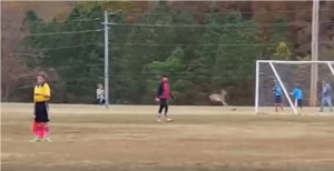 Cervo invade campo calcio e segna un gran gol