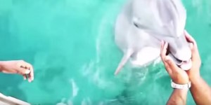  iPhone finisce in mare: lo recupera il delfino
