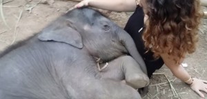 Elefantino si addormenta con la ninna nanna