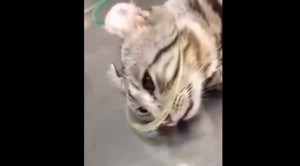 VIDEO YOUTUBE - Gatto piange dopo essere stato salvato