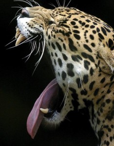 Un giaguaro (foto Ansa)