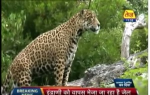 VIDEO YouTube. Zoo caccia giaguaro: "Troppo grasso per..."