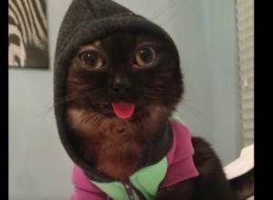 VIDEO YOUTUBE Mr Magoo il gatto con la lingua a penzoloni