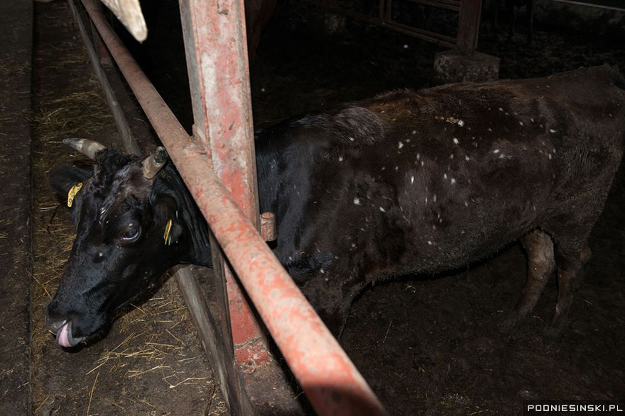 Fukushima, la FOTO della mucca che perde ciocche di pelo
