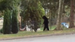 Orso cammina su due zampe nel New Jersey