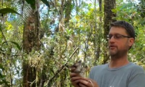 Il "topo-maiale", nuovo roditore scoperto in Indonesia
