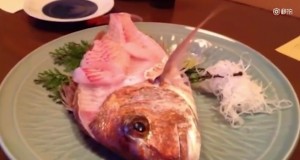 VIDEO YOUTUBE: pesce usato per sashimi salta via dal piatto