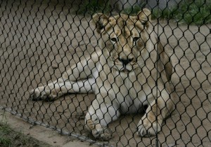Zoo Odense: leonessa soppressa e...dissezionata in pubblico