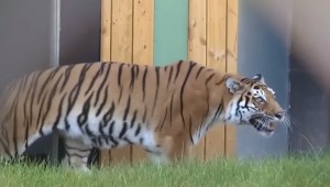 Tigre liberata dopo 12 anni in gabbia 