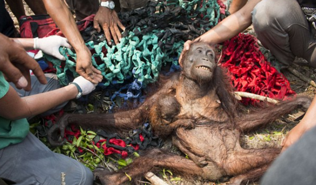 Indonesia, mamma orangotango salva cucciolo da incendio FOTO