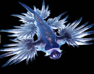 Blue Dragon, strana creatura avvistata in Australia 
