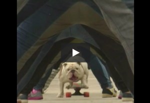 VIDEO Bulldog con skateboard, tunnel record sotto 30 persone