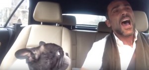 VIDEO YouTube: Bulldog canta in macchina con il padrone