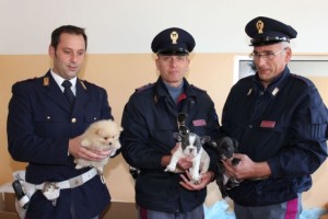 Udine: 49 cuccioli stipati in un furgone senza cibo né acqua