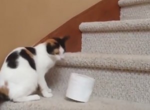 YOUTUBE Gatto porta rotolo di carta igienica su per le scale