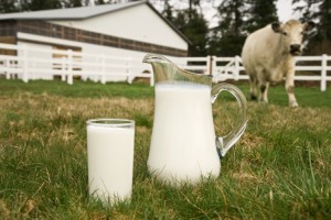 Latte, gli allevatori ottengono 3,1 centesimi al litro