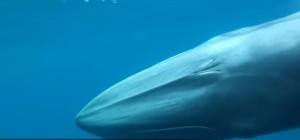 Balena di Omura filmata per la prima volta