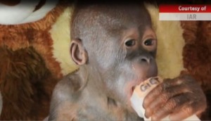 Gito, il cucciolo di orangotango salvato nel Borneo 