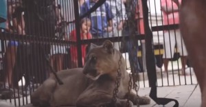 Amazzonia, puma incatenato per 20 anni torna libero