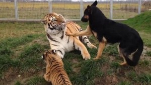 YOUTUBE Cani e tigri possono essere amici? La risposta è...