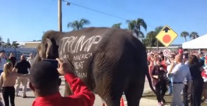 Donald Trump: tra i sostenitori c'è anche l'elefante