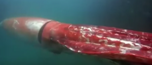 YOUTUBE Giappone, raro calamaro gigante in un porto 