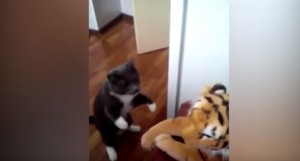 Gatto prende a pugni peluche di tigre