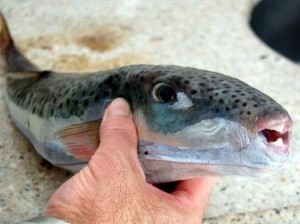 Pesce palla tossico al consumo, allarme Mediterraneo