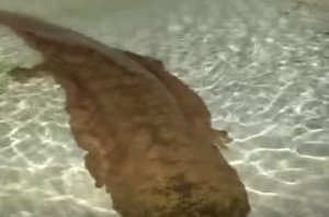Cina, salamandra vecchia 200 anni e lunga 1,4 metri 