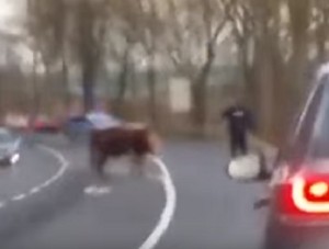 YOUTUBE Polizia spara e uccide toro, polemiche in Germania
