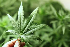 Cannabis per uso terapeutico, verso depenalizzazione