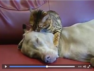 Gatto ipnotizza cane: il VIDEO è virale, ecco perché...