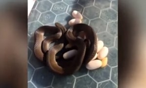YOUTUBE : Serpente velenoso con uova sotto frigo donna 