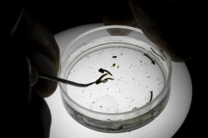Virus Zika, allarme Oms: A rischio contagio 4mln di persone