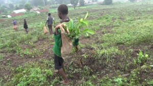 Uganda, "bambini al lavoro nei campi della Chiesa cattolica"