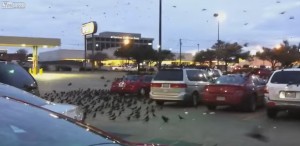 Uccelli attaccano dal cielo come film di Hitchcock