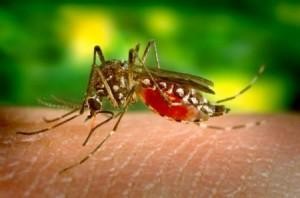 Virus Zika e microcefalia, c'è una correlazione