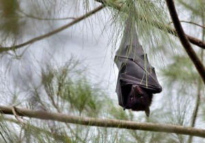Pipistrelli portatori di Ebola mai infetti3