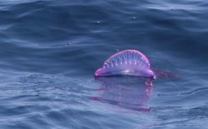Medusa letale, allarme sulle spiagge italiane