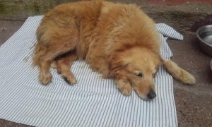 Aversa, cagnolina stuprata. Petizione web chiede giustizia