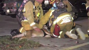 Cane soccorso dai pompieri con maschera ossigeno3