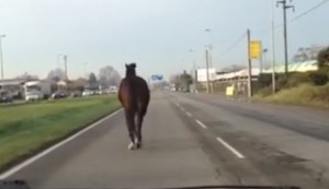 Cavallo attraversa strada, incidente: un morto e tre feriti