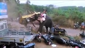 YOUTUBE India, elefante distrugge auto durante festa