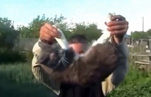YOUTUBE Gatto torturato e ucciso: ragazzi lo fanno esplodere